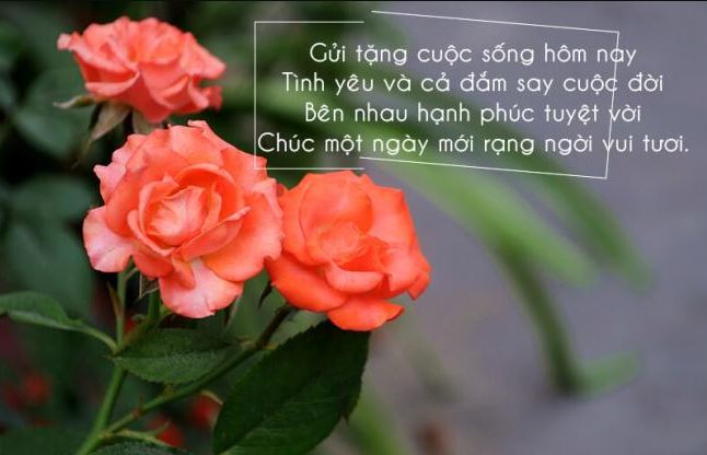 loi chuc ngay moi thanh cong